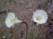 bulbocodium Tarlatan